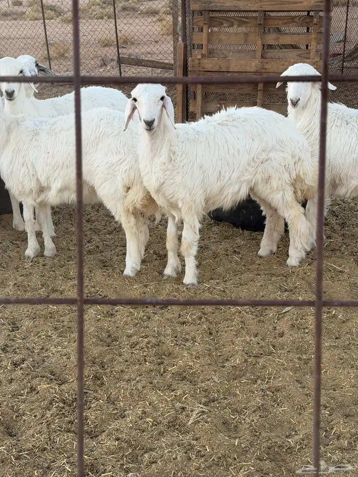 للبيع جذعات رخال حري 2