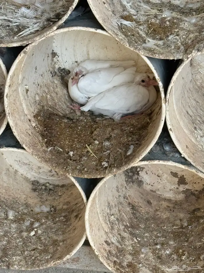 عشه زاجل ابيض صك 8