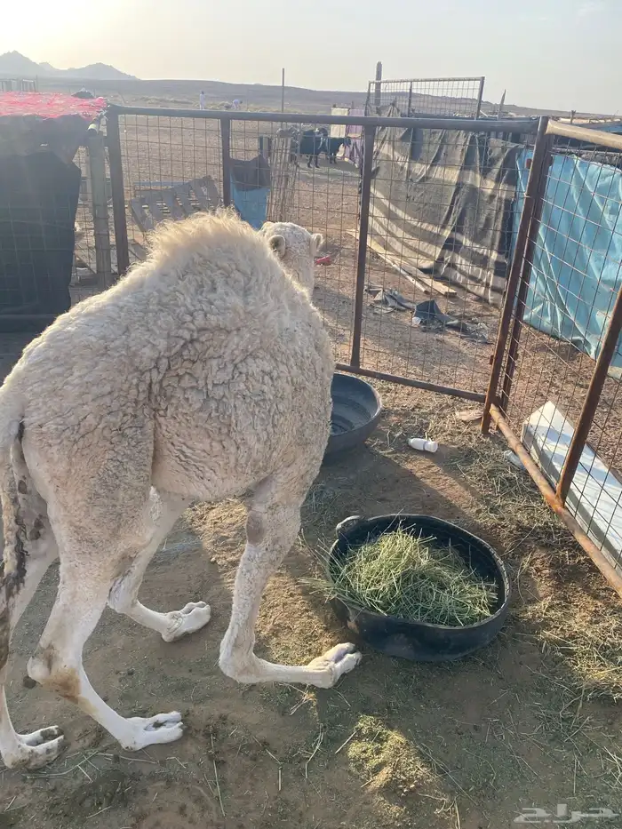 السلام عليكم بكره عمره 6 شهور 3