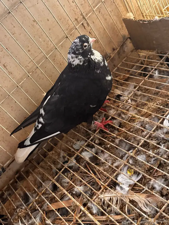 جوز قطيفي مذيل 1