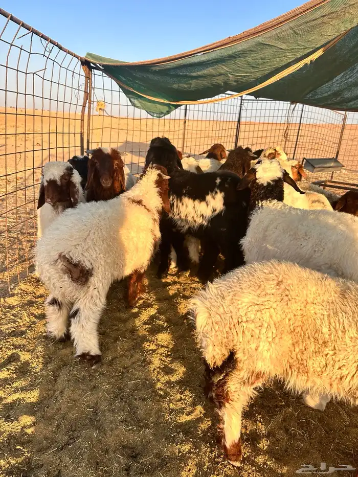 طليان نعيم العدد 19 1