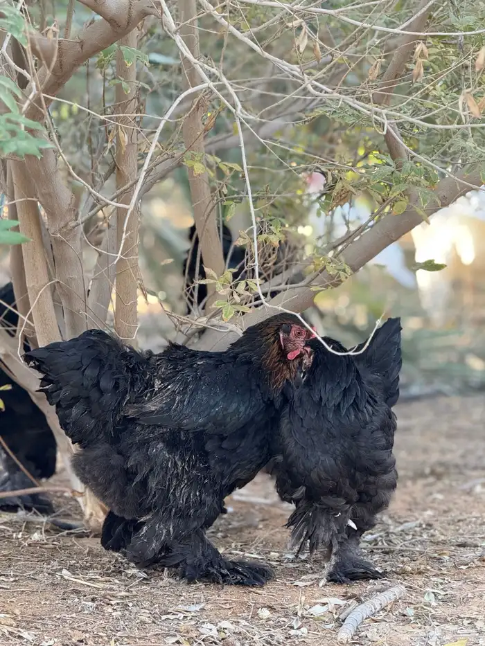 دجاج براهما 10