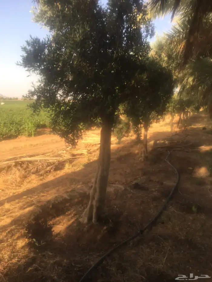 شجر ساق زيتون معمراشجار زيتون ساق معمر 37