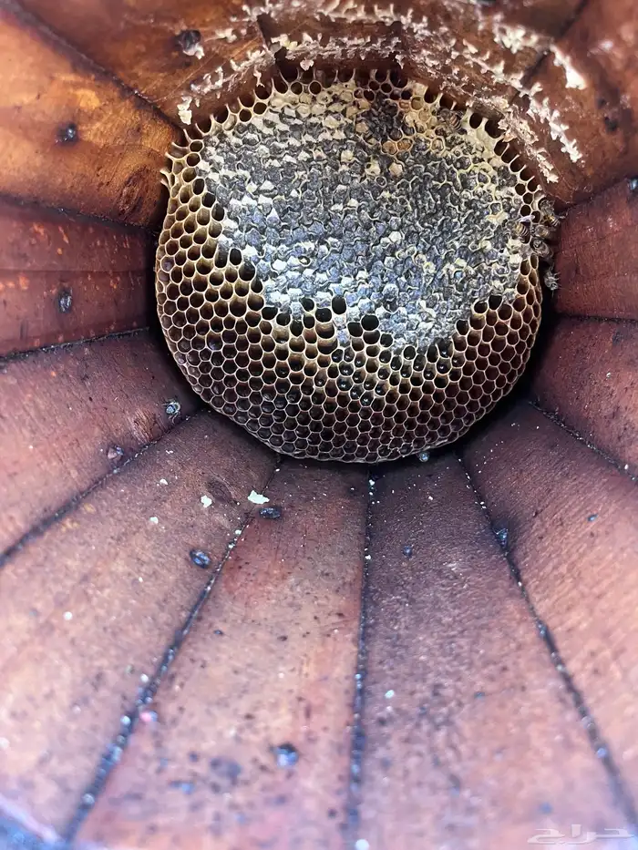 عسل سمره اصلي للبيع 0