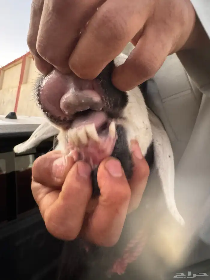 للبيع شاه نجديه حايل 2