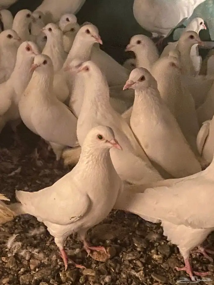 تم البيع الله يبارك لرعيه 0