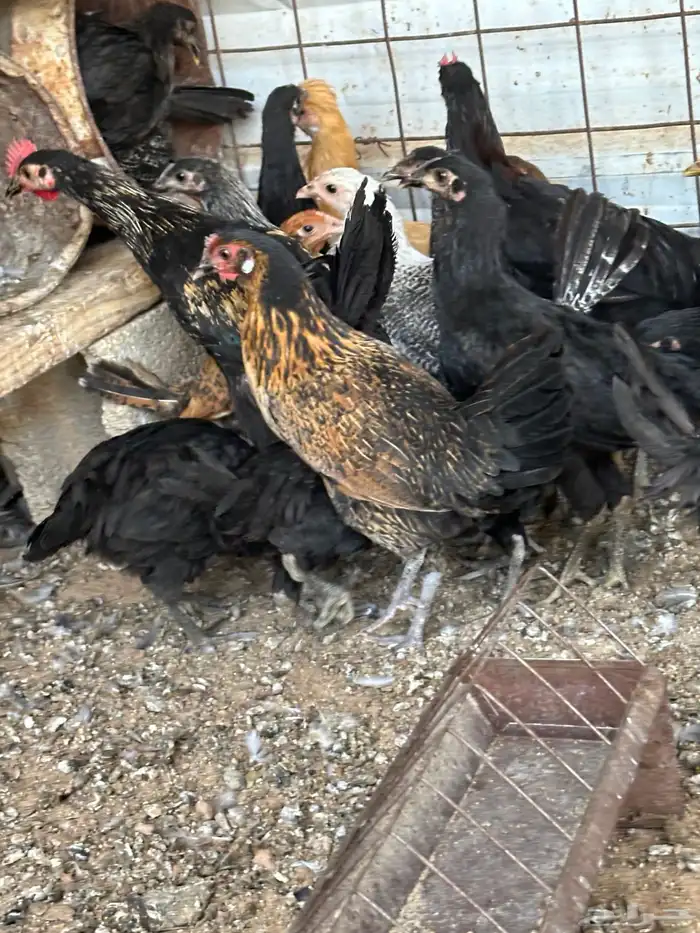 دجاج بشاير 2