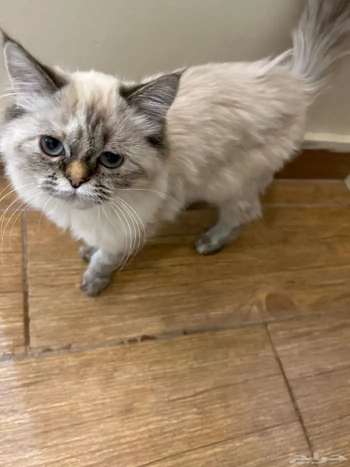 قطه شيرازيه 0