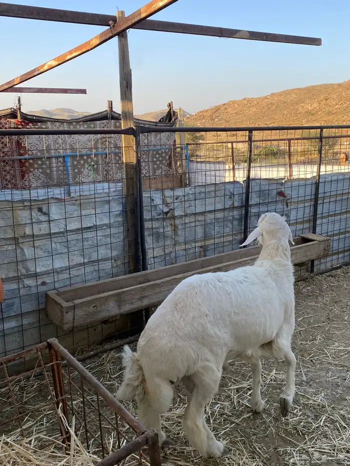 طلي حري مقفل شحم 0