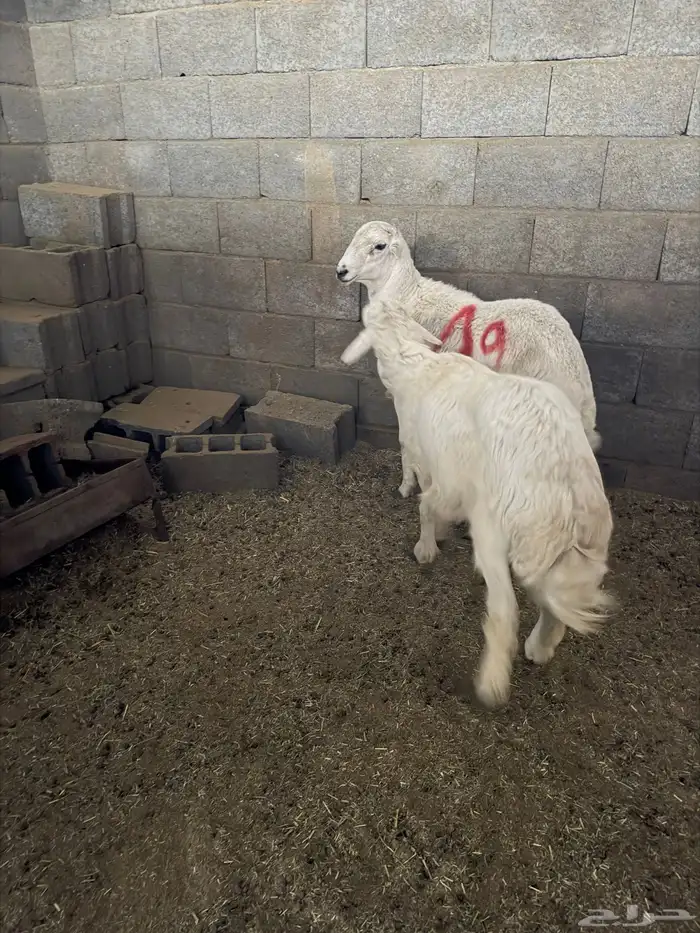 خروف جذع للبيع 3