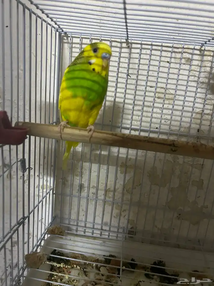 سلام عليكم ذكر بادجي 0