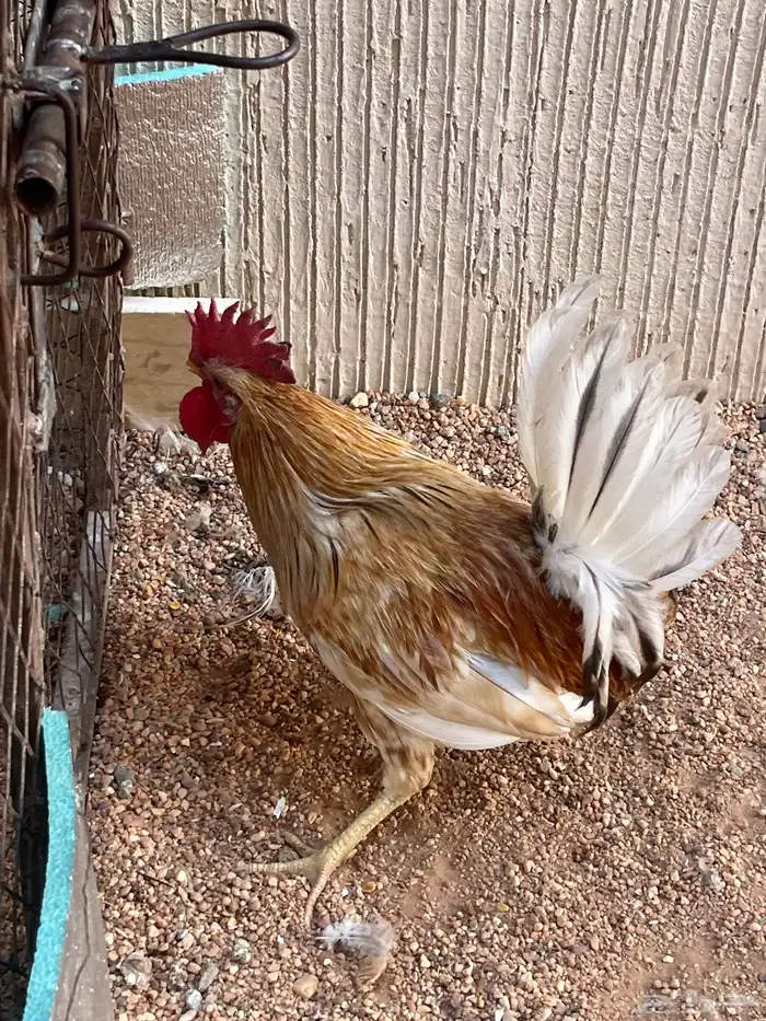 ديك شمسي يضرب مشالله عليه 1