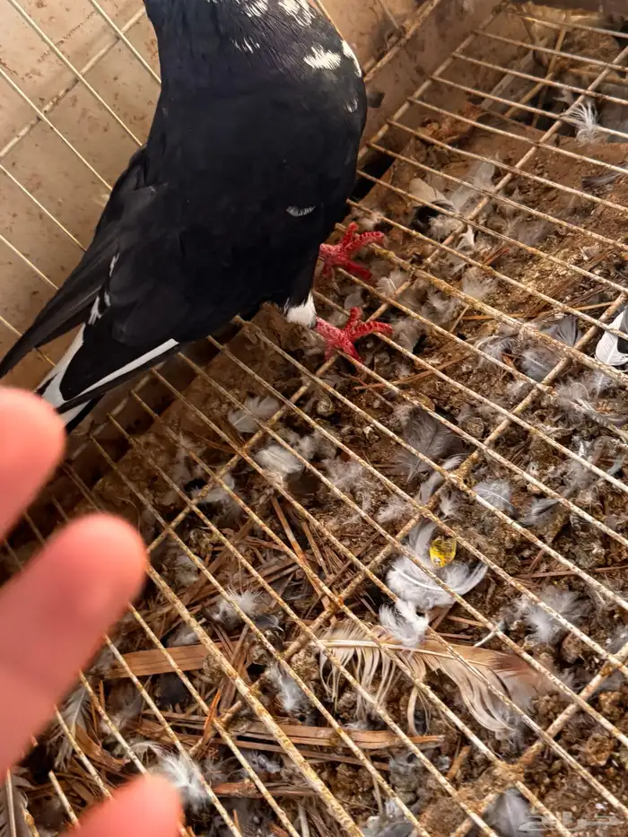 جوز قطيفي مذيل 0