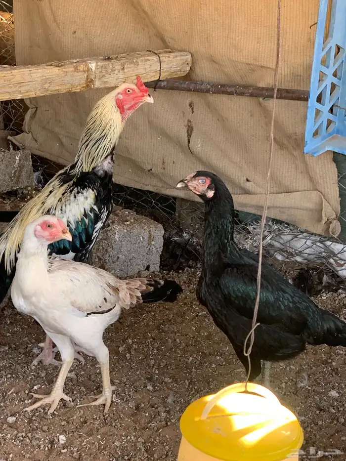 للبيع دجاج باكستاني العدد 27 دجاج مع اديك عددهم 8 19