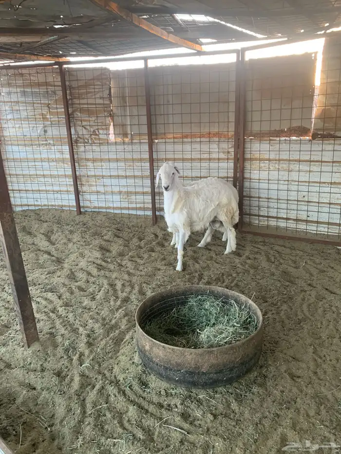 طليان العدد 2 0