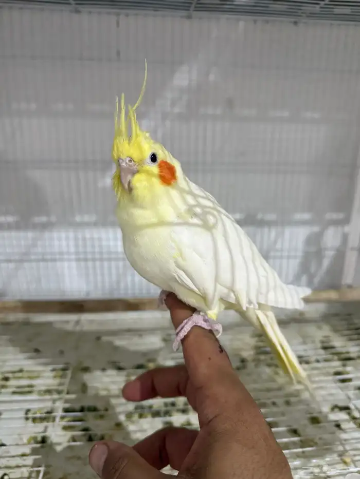 للبيع 4 اجواز كروان منتجات .. 9