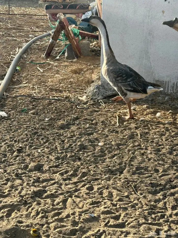 للبيع زوج وز عراقي اصيل وذكر بلغاري 3