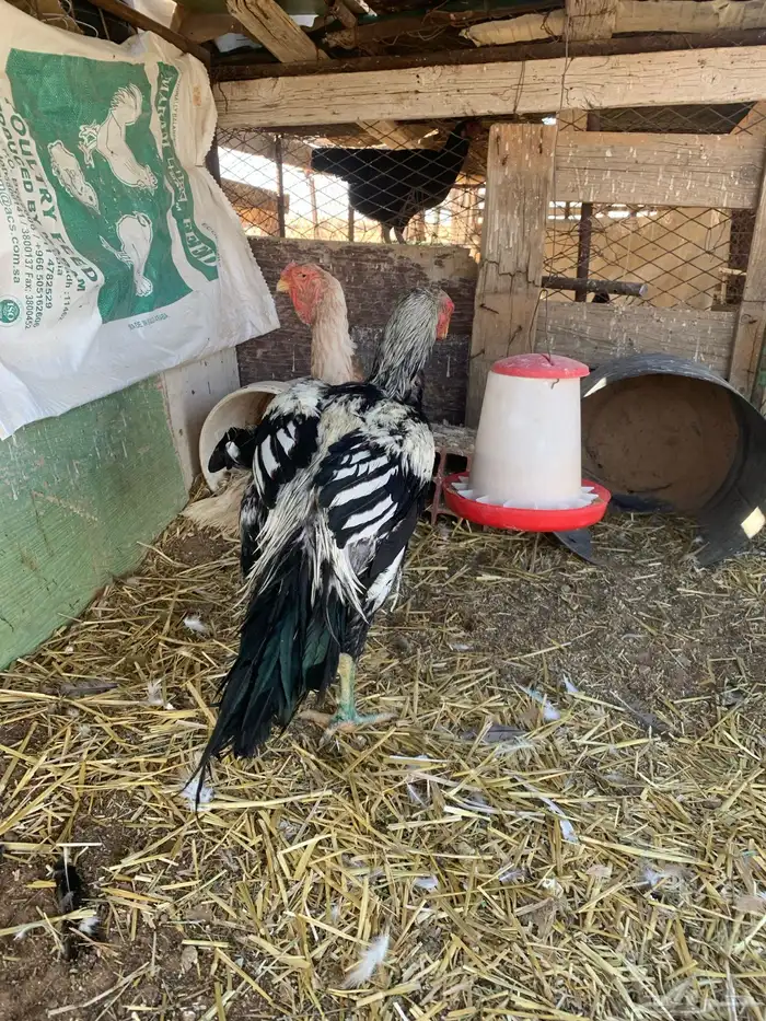 للبيع دجاج باكستاني العدد 27 دجاج مع اديك عددهم 8 34