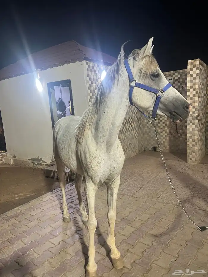 حصان للبيع 0