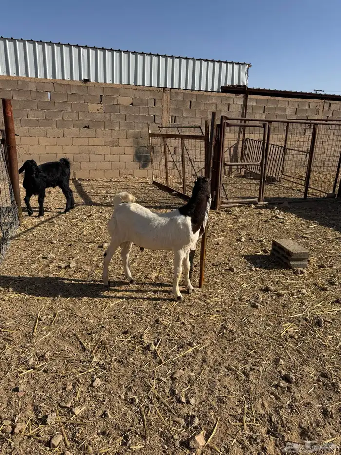 تيس هولندي مشروع فحل 0