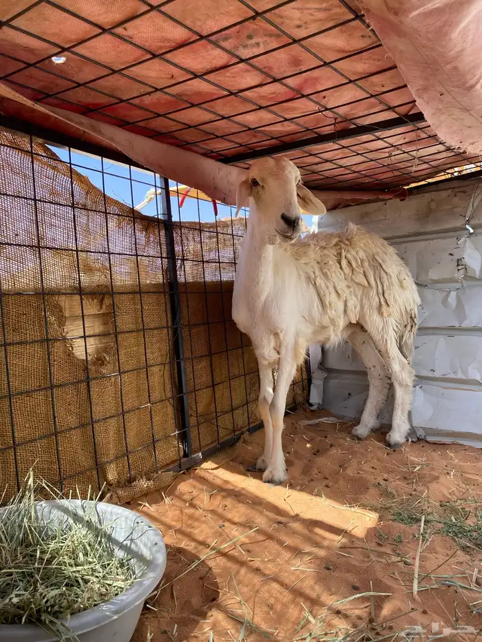 للبيع شاه حريه سديس جرمها طيب بس ناقصها علف 3