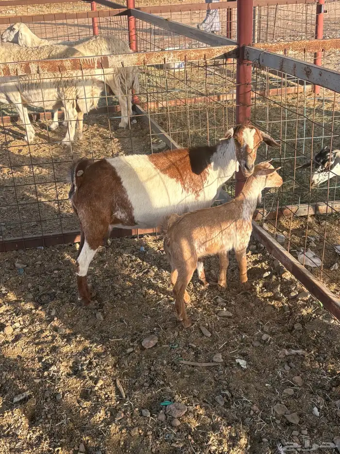 عنز جنوبيه خلفه تم البيع 6