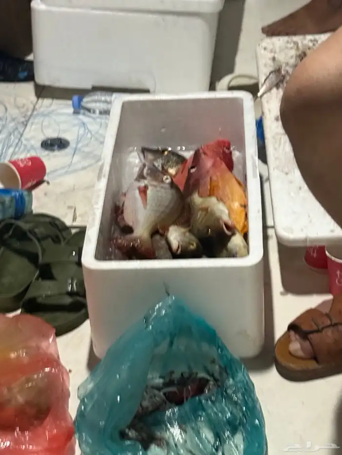 قارب رحلات بحرية 1