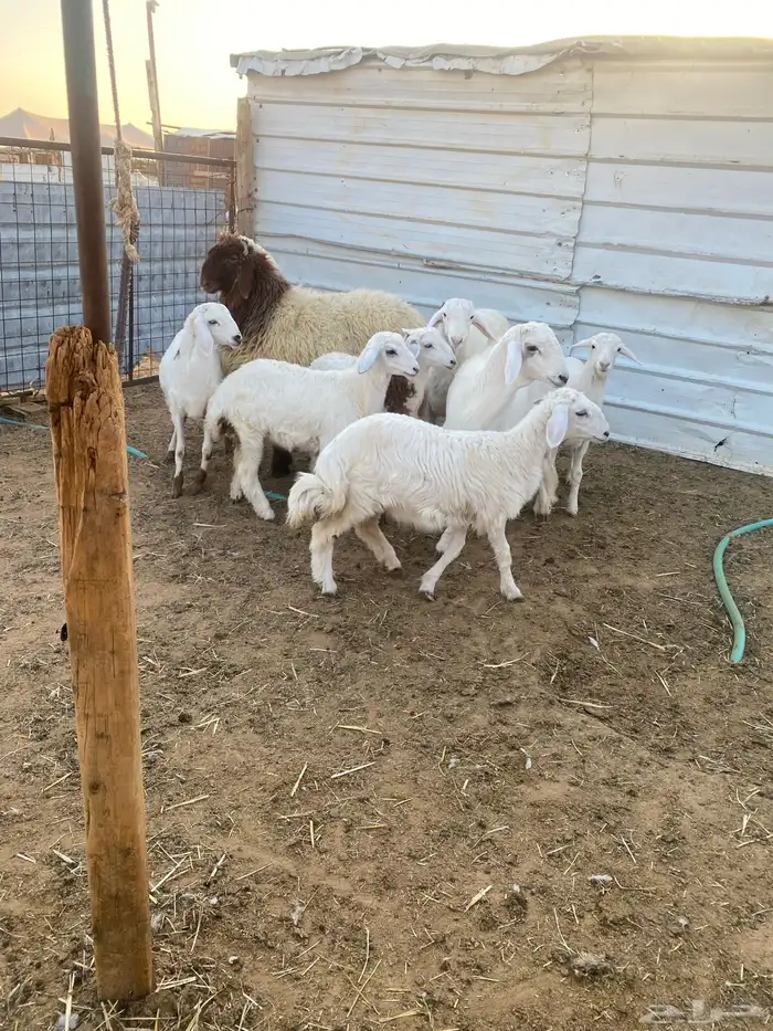 ذبايح طيبه نعيمي وحري 5