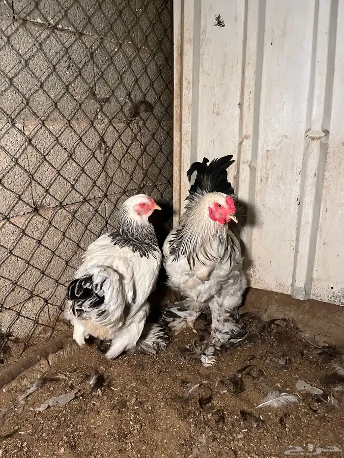 ديك ودجاجة براهما 0