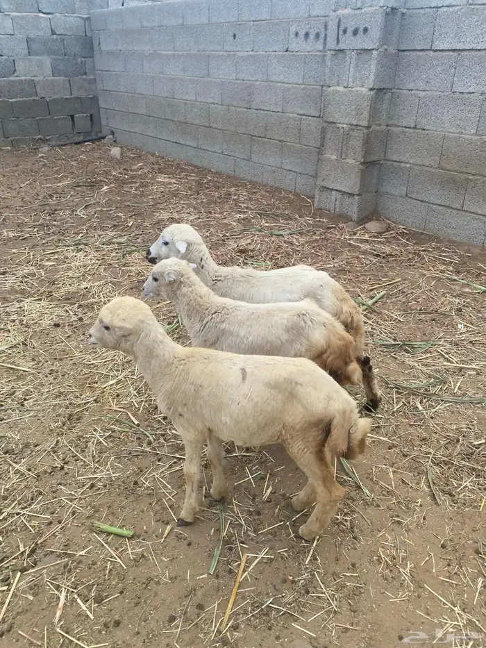 للبيع رخيل تربيه 0