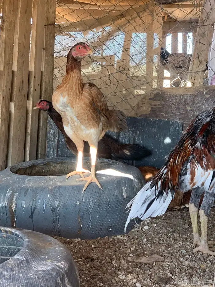 للبيع دجاج باكستاني العدد 27 دجاج مع اديك عددهم 8 29