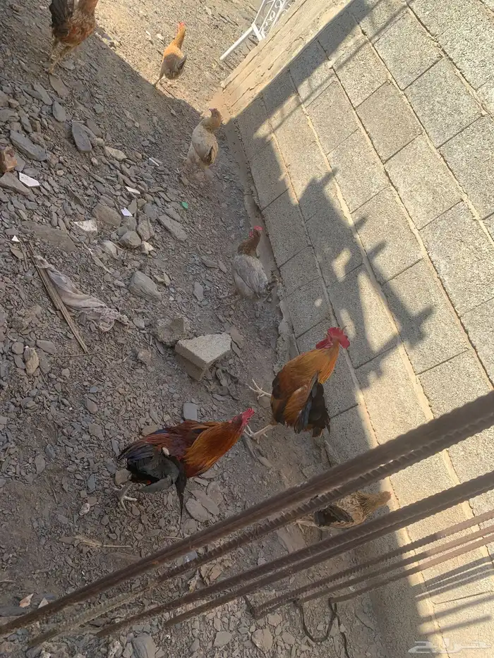 دجاج بلدي مع كم ديك 1