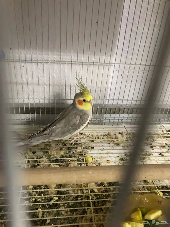 للبيع طير كروان ذكر 3