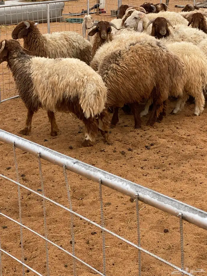 ذبائح للبيع 0