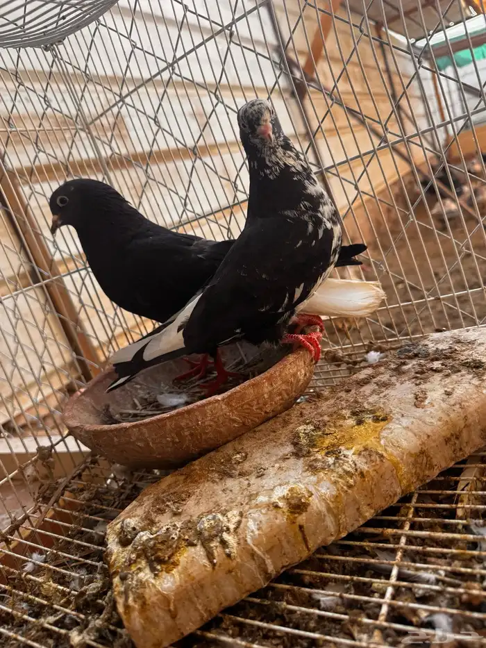 جوز قطيفي الزكر مذيل 1