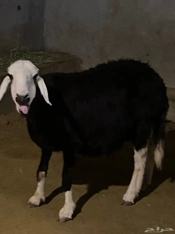 للبيع شاه نجديه حايل 1