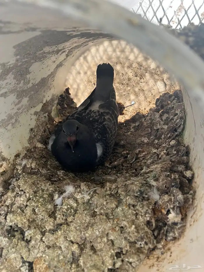 فراخة حمام زاجل 5