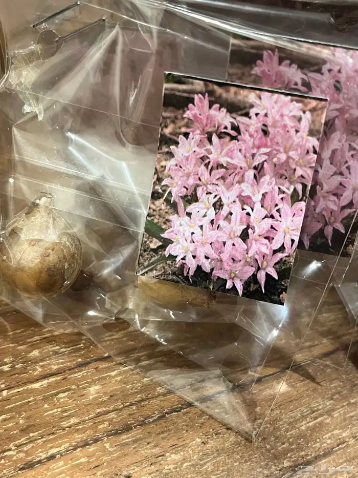 ورد بصيلات نمساوية 10