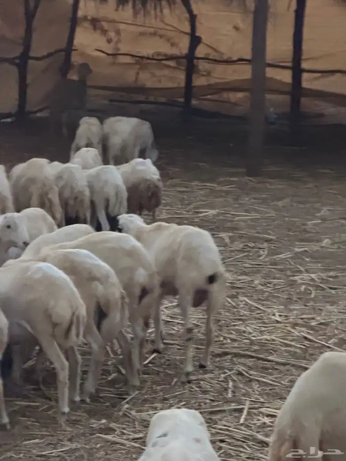 خرفان يمنية للبيع 3