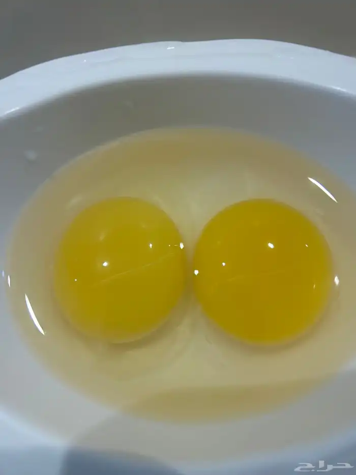 بيض بط مصري أو مسكوفي للبيع مكه بحره 2