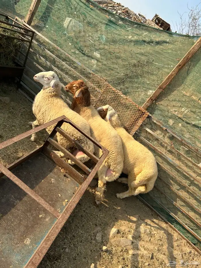 طليان ذبائح فاخره منسبات 0