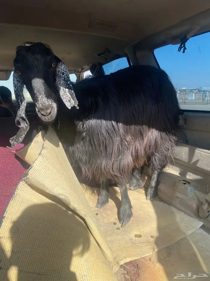 عنز عارضيه للبيع 0