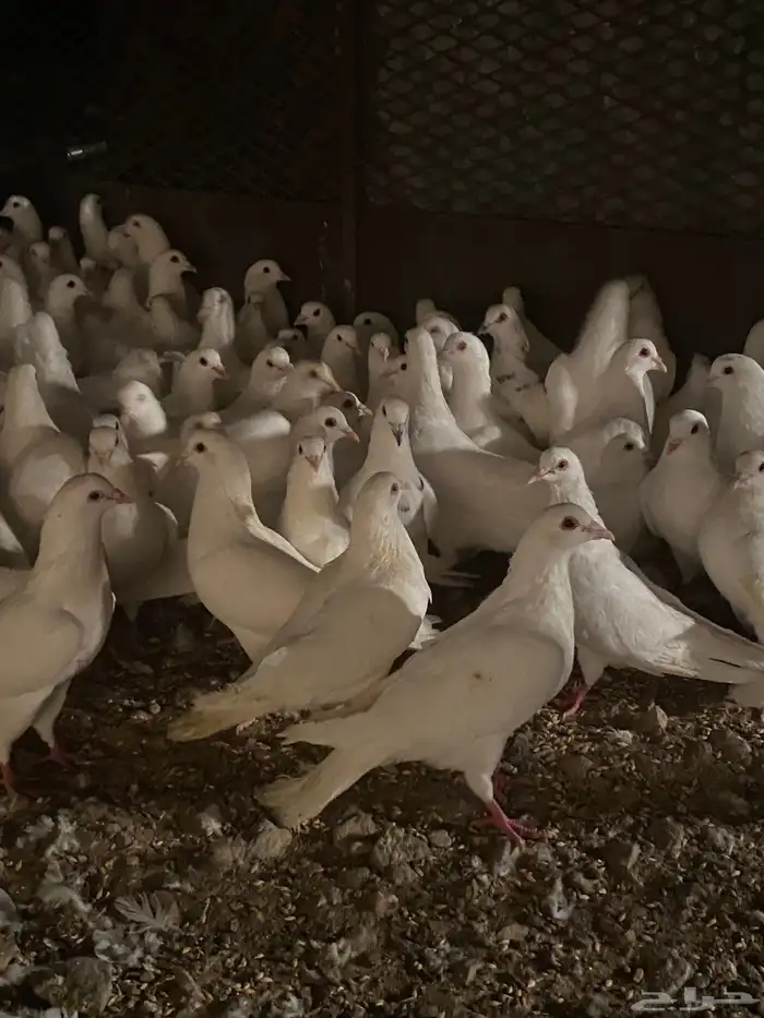 تم البيع الله يبارك لرعيه 12