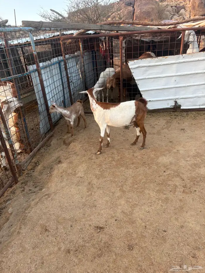 عنز جنوبيه خلفه تم البيع 2