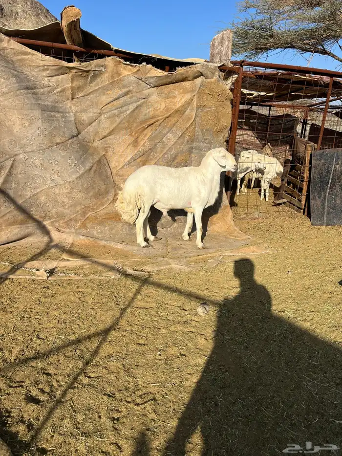 للبيع طلي فحل مشروط 5