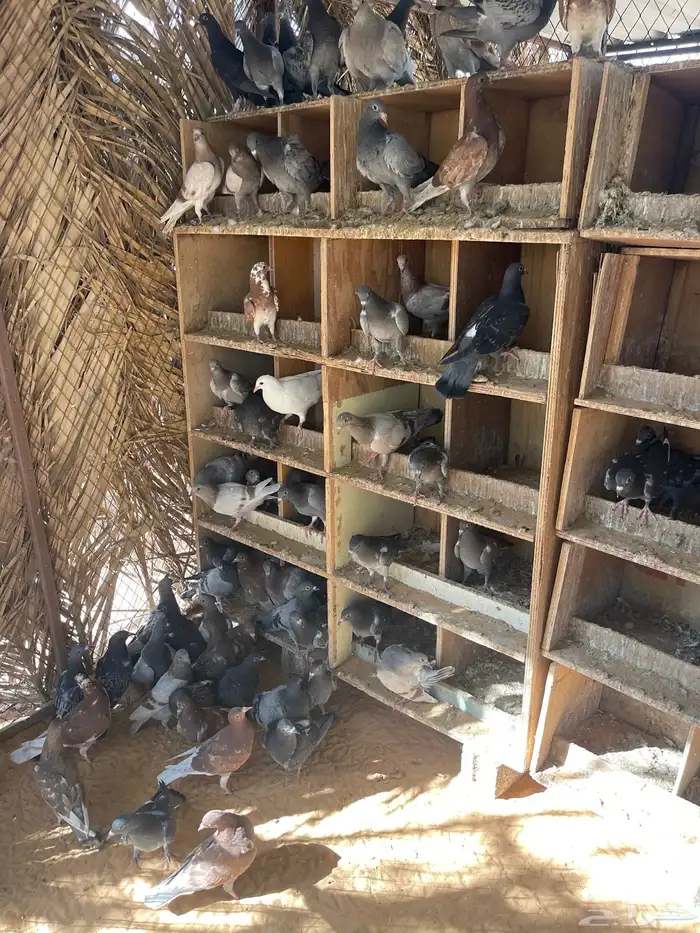 للبيع فراخه فرنسي سلفر وزاجل 5