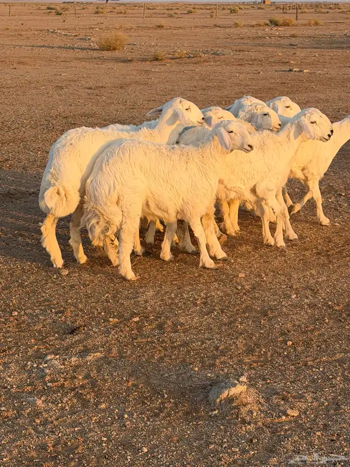 للبيع جذعات رخال حري 4