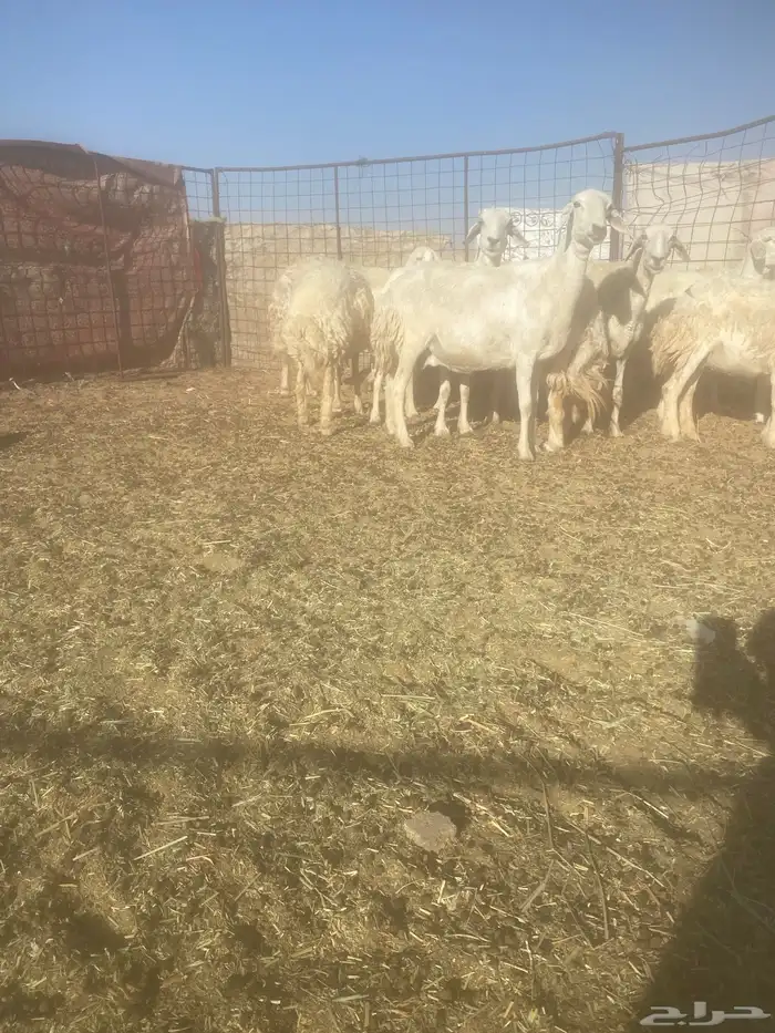 غنم دفيع وشاه والد العدد 10 2