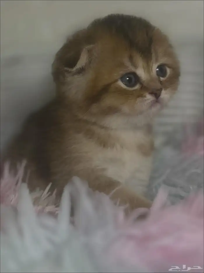 كيتن سكوتش فولد للبيع 2