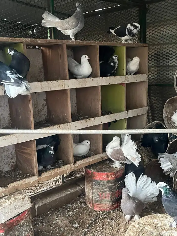 حمام رقاصي 4